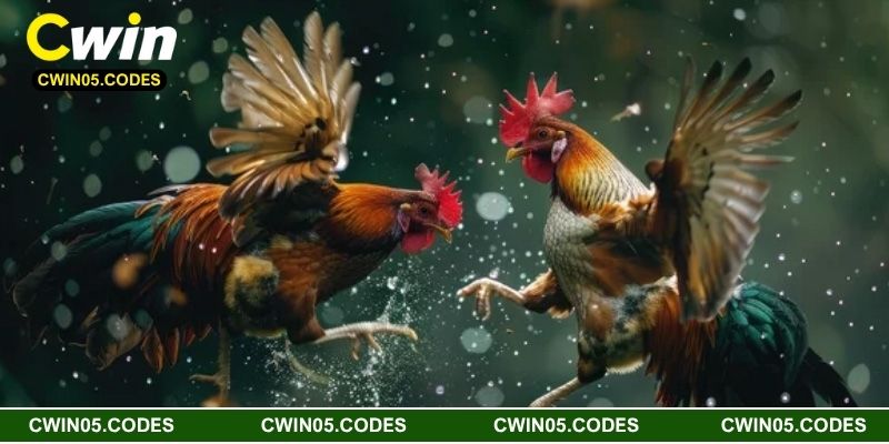 Tổng quan vài nét về đá gà C3