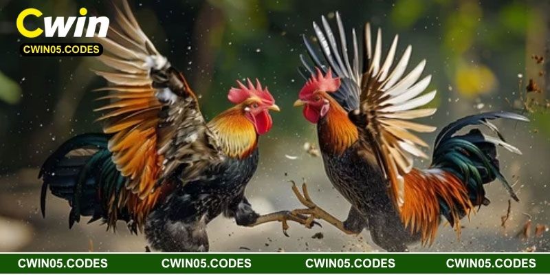 Mỗi linh kê là kết quả của quá trình rèn luyện dài hạn