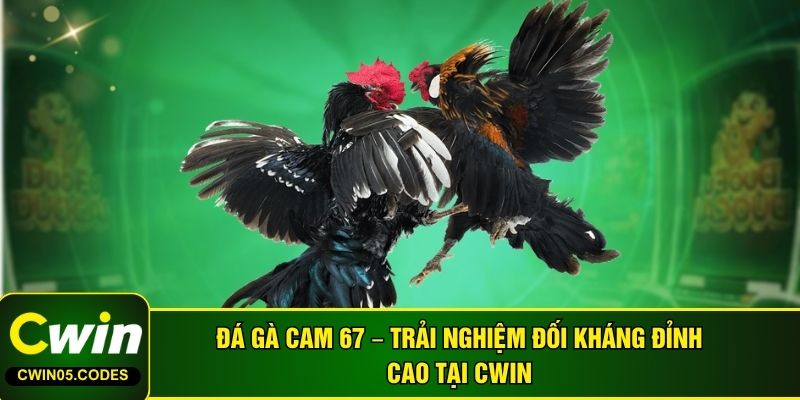 Đá Gà Cam 67 – Trải Nghiệm Đối Kháng Đỉnh Cao Tại Cwin
