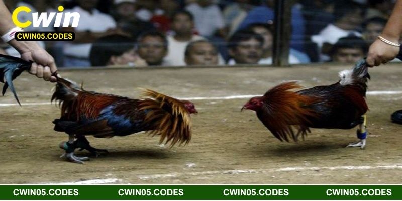 Khái quát về đá gà cam 67 Cwin