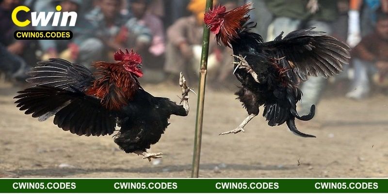 Những lưu ý khi xem đá gà cam 67 Cwin bạn cần biết