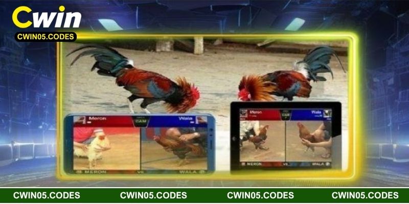 Đá gà Cwin là gì?
