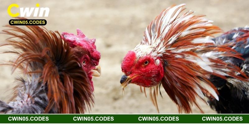 Ưu điểm nổi bật của đá gà Cwin